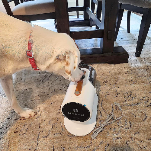1 day in we have vacuumed the dog twice. Once she got use to the vacuum sound, she did great.